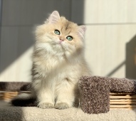 Osirius Diamond Breese