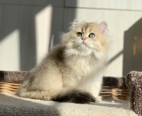 Osirius Diamond Breese