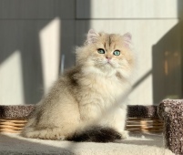 Osirius Diamond Breese
