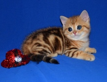 Simba Diamond Breese