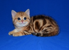 Simba Diamond Breese
