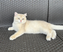 Sultan Diamond Breese