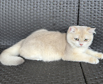 Sultan Diamond Breese