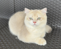 Sultan