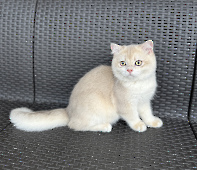 Sultan Diamond Breese