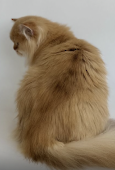 Sir Pursival Diamond Breese