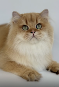 Sir Pursival Diamond Breese