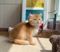 Tiberius Diamond Breese