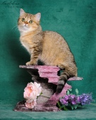 Virginia Diamond Breese