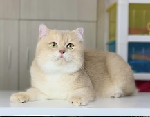 СН Gentle Fuzzies Golden Vivaldi