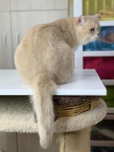 СН Gentle Fuzzies Golden Vivaldi