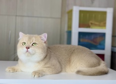 СН Gentle Fuzzies Golden Vivaldi