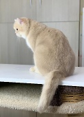 СН Gentle Fuzzies Golden Vivaldi