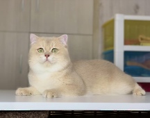 СН Gentle Fuzzies Golden Vivaldi