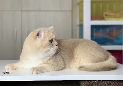СН Gentle Fuzzies Golden Vivaldi