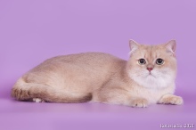 Gentle Fuzzies Golden Vivaldi