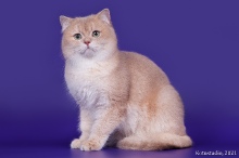 Gentle Fuzzies Golden Vivaldi
