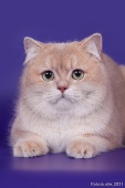 Gentle Fuzzies Golden Vivaldi