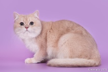 Gentle Fuzzies Golden Vivaldi