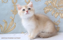 Gentle Fuzzies Golden Vivaldi