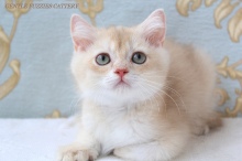 Gentle Fuzzies Golden Vivaldi