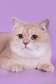 Gentle Fuzzies Golden Vivaldi