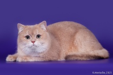 Gentle Fuzzies Golden Vivaldi