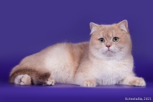 Gentle Fuzzies Golden Vivaldi