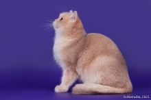 Gentle Fuzzies Golden Vivaldi