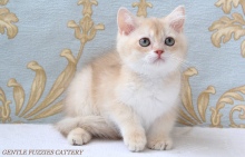 Gentle Fuzzies Golden Vivaldi