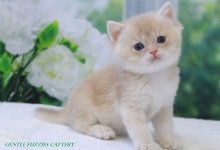 Gentle Fuzzies Golden Vivaldi